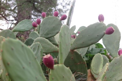 2510_Daksa_05.jpg