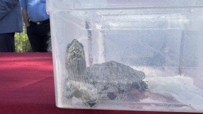 U Stonu pušteni mladunci riječne kornjače