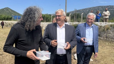 U Stonu pušteni mladunci riječne kornjače