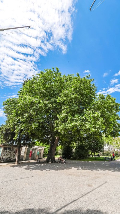 Počelo glasovanje za Hrvatsko stablo godine