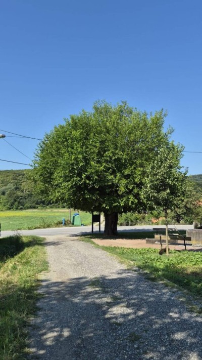 Počelo glasovanje za Hrvatsko stablo godine